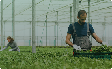 Agri Inputs